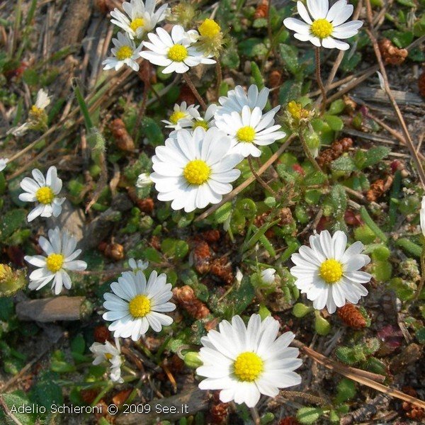 flora10.jpg