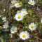 flora10_small.jpg
