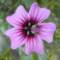 flora11_small.jpg