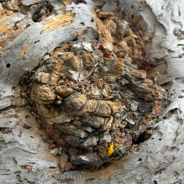 flora15.jpg