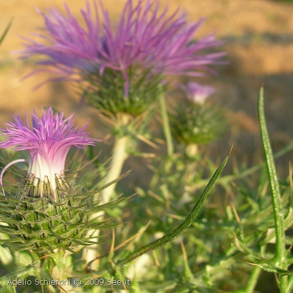 flora4.jpg