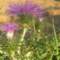 flora4_small.jpg