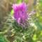 flora5_small.jpg