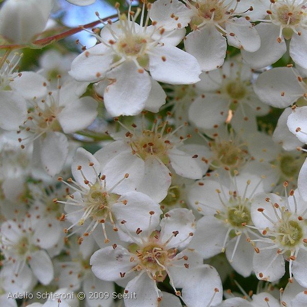 flora6.jpg