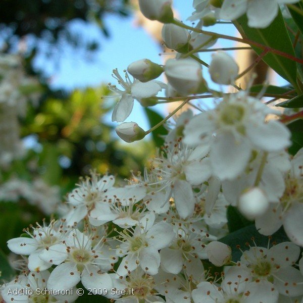 flora7.jpg