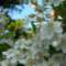 flora7_small.jpg