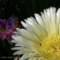 flora8_small.jpg