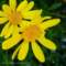 flora_small.jpg