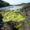 porquerolles7_small.jpg